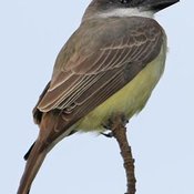 Thick-billed Kingbird